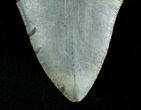 Megalodon Shark Tooth - South Carolina #4565-4